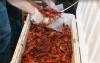 Hội Chợ Crawfish Mùa Xuân 2018