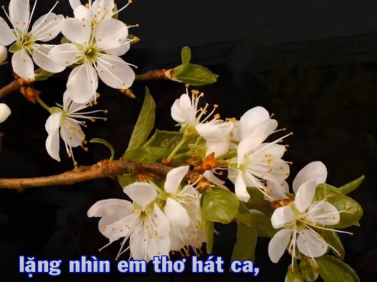 Nguyện Chúc Tân Xuân - Imprimatur (Sáng tác: Nguyễn Hèn Mọn, CMF) - Sơn Túi Đỏ | Thánh Ca Xuân 2022